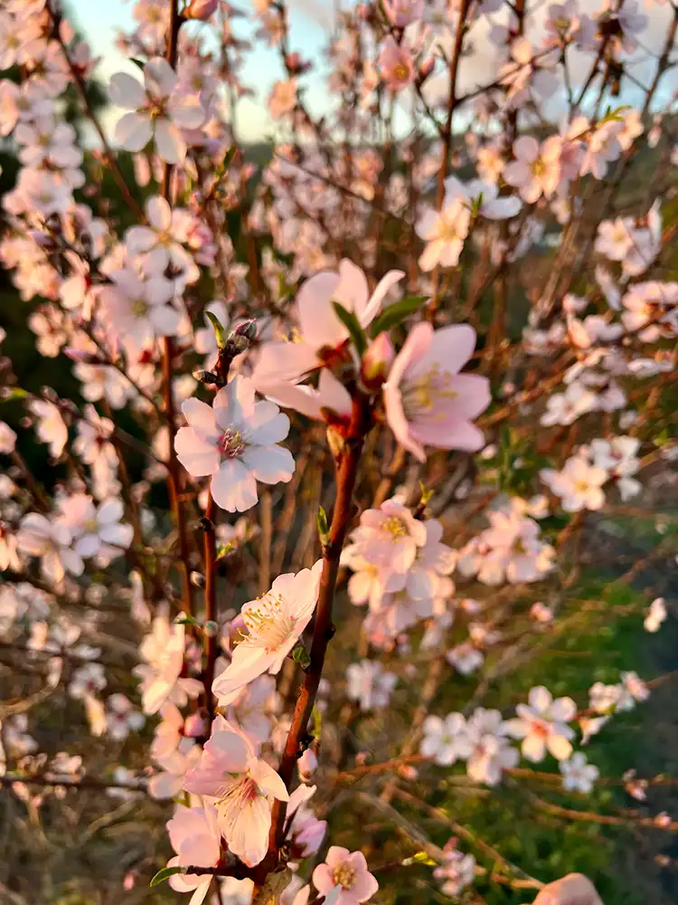 Amandelbloesem in Puntagorda, La Palma, met witte en roze bloeiende bomen